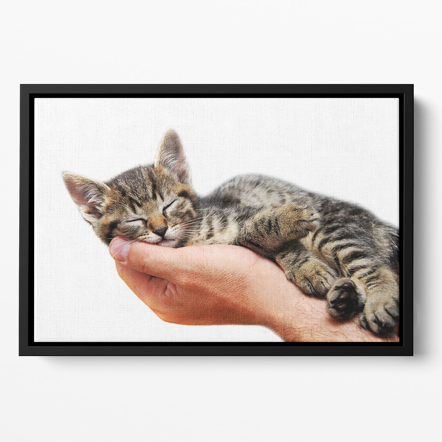Little baby cat sleeping in male arms Floating Framed Canvas - Canvas Art Rocks - 2