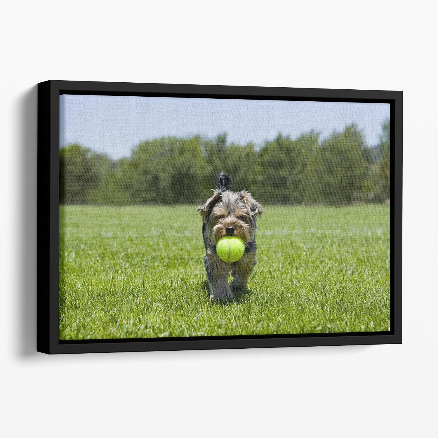 Little puppy running with a ball Floating Framed Canvas - Canvas Art Rocks - 1