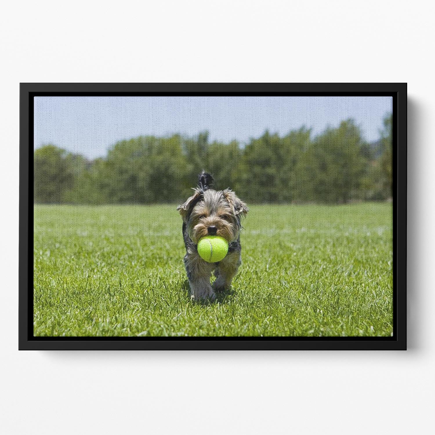 Little puppy running with a ball Floating Framed Canvas - Canvas Art Rocks - 2