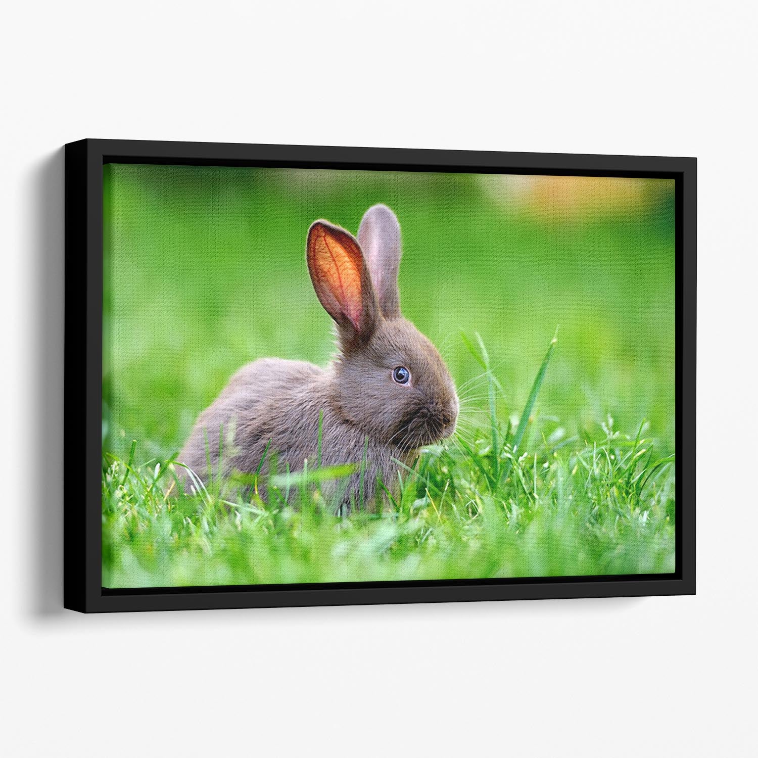 Little rabbit on green grass Floating Framed Canvas - Canvas Art Rocks - 1