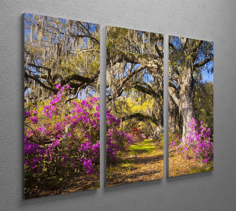 Live oak trees in morning sunlight 3 Split Panel Canvas Print - Canvas Art Rocks - 2