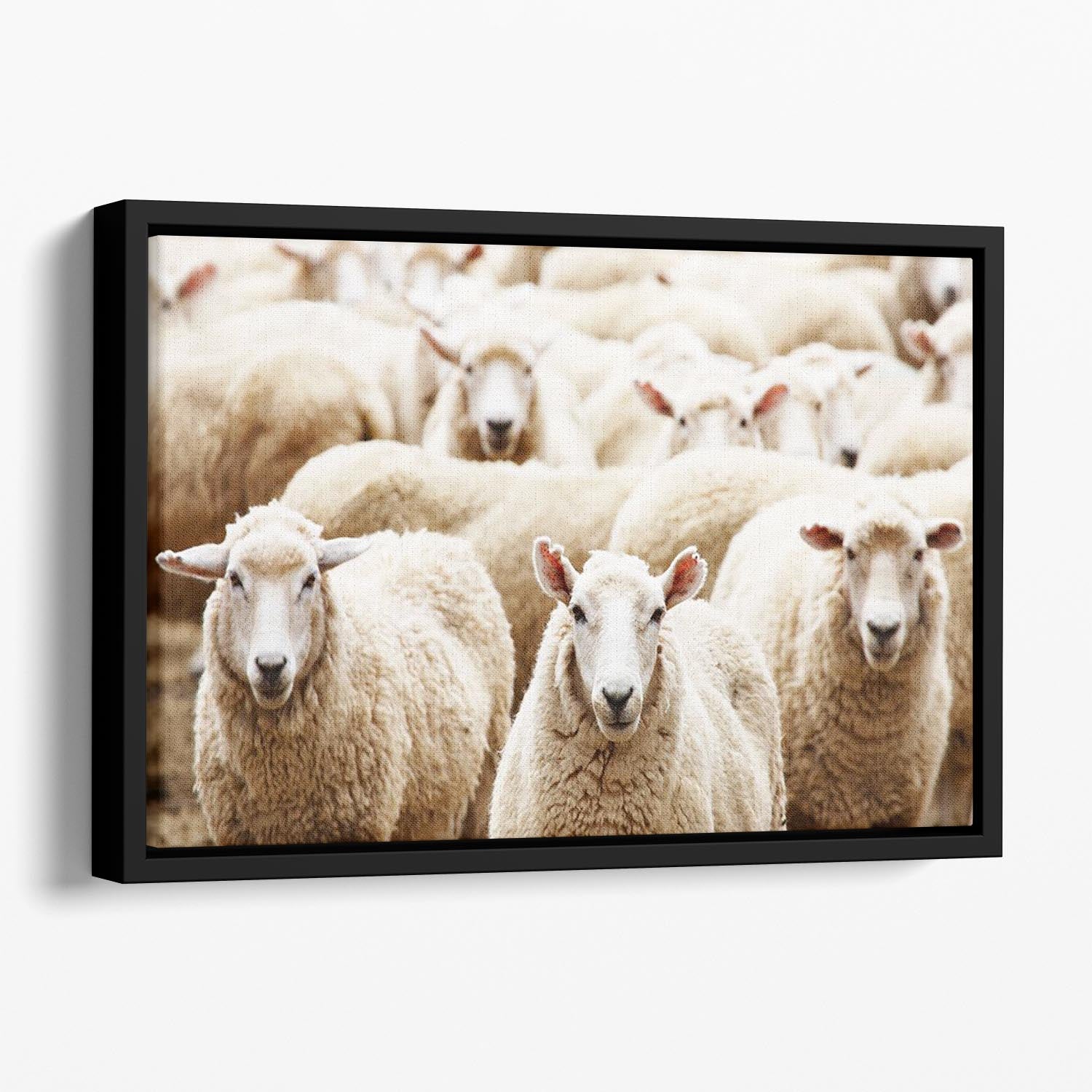 Livestock farm herd of sheep Floating Framed Canvas - Canvas Art Rocks - 1