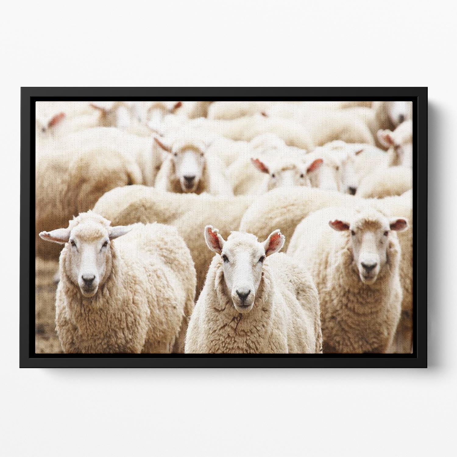 Livestock farm herd of sheep Floating Framed Canvas - Canvas Art Rocks - 2
