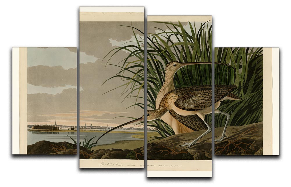 Long billed Curlew by Audubon 4 Split Panel Canvas - Canvas Art Rocks - 1
