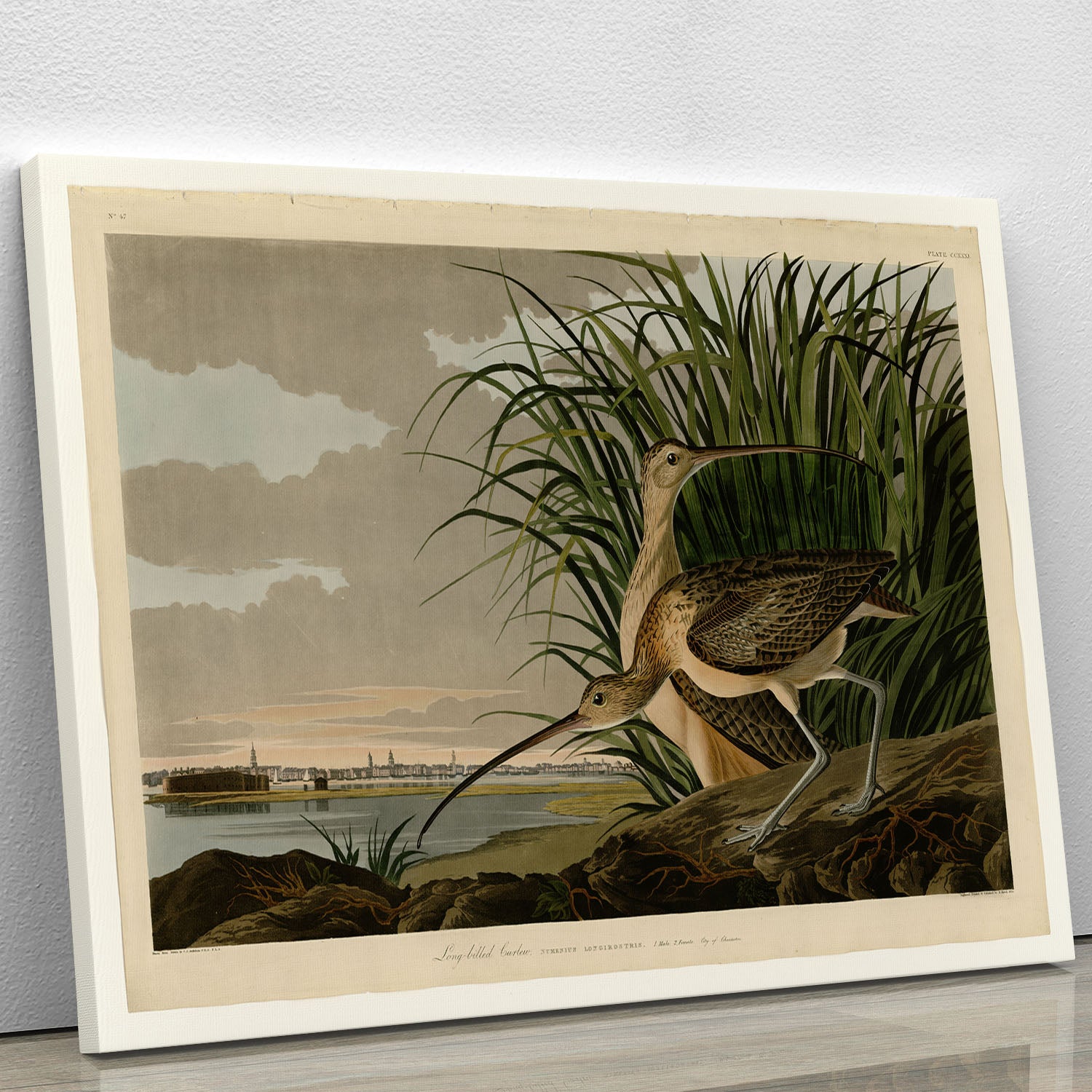 Long billed Curlew by Audubon Canvas Print or Poster - Canvas Art Rocks - 1