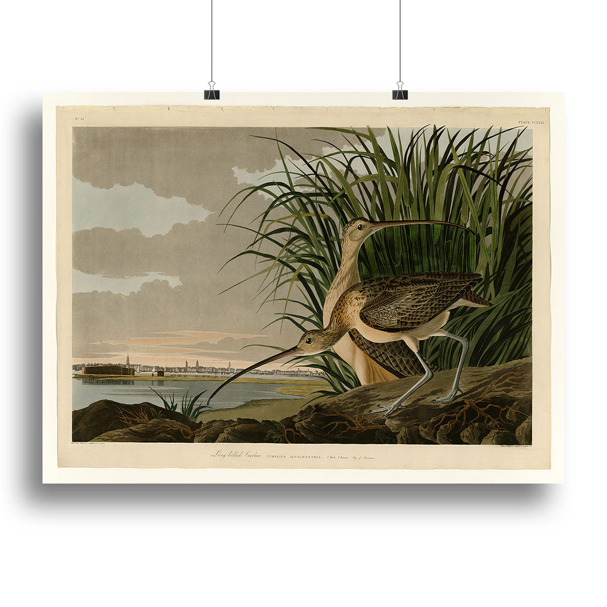 Long billed Curlew by Audubon Canvas Print or Poster - Canvas Art Rocks - 2