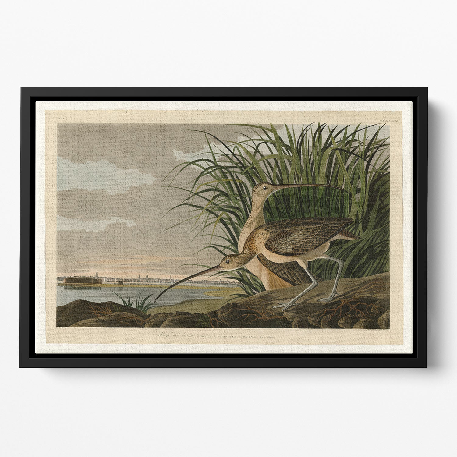 Long billed Curlew by Audubon Floating Framed Canvas