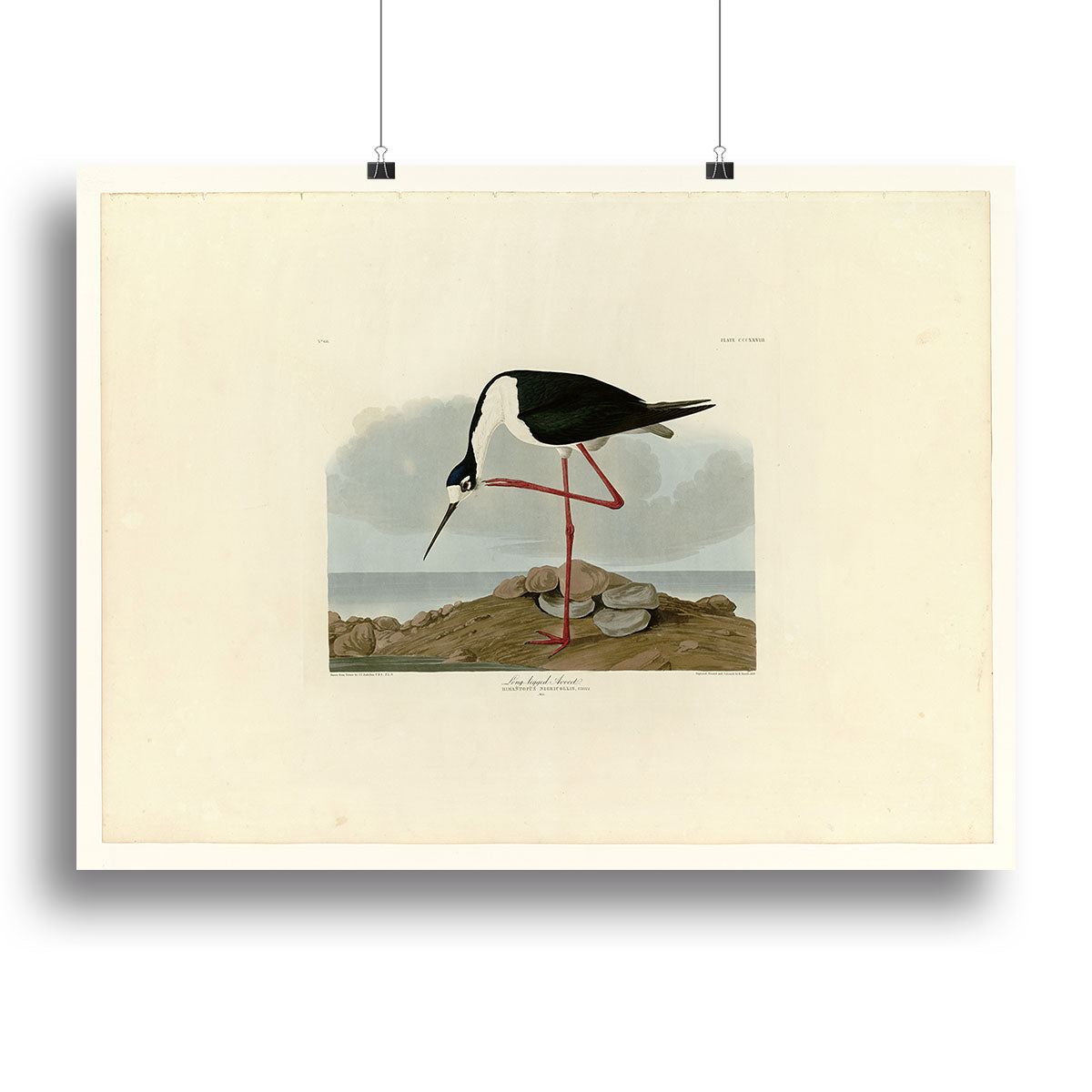Long legged Avocet by Audubon Canvas Print or Poster - Canvas Art Rocks - 2