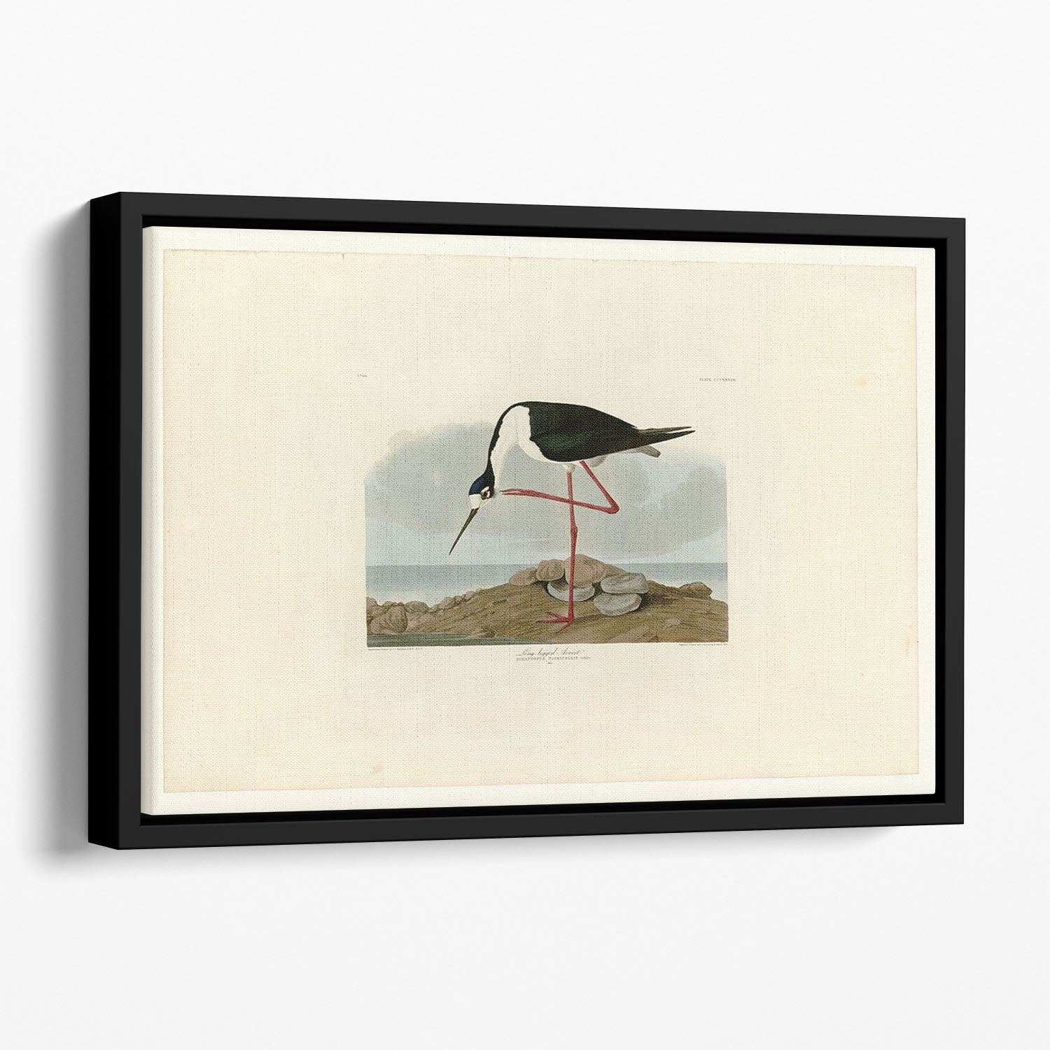Long legged Avocet by Audubon Floating Framed Canvas