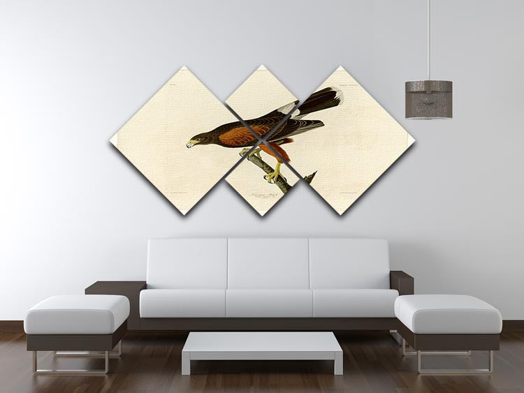 Louisiana Hawk by Audubon 4 Square Multi Panel Canvas - Canvas Art Rocks - 3