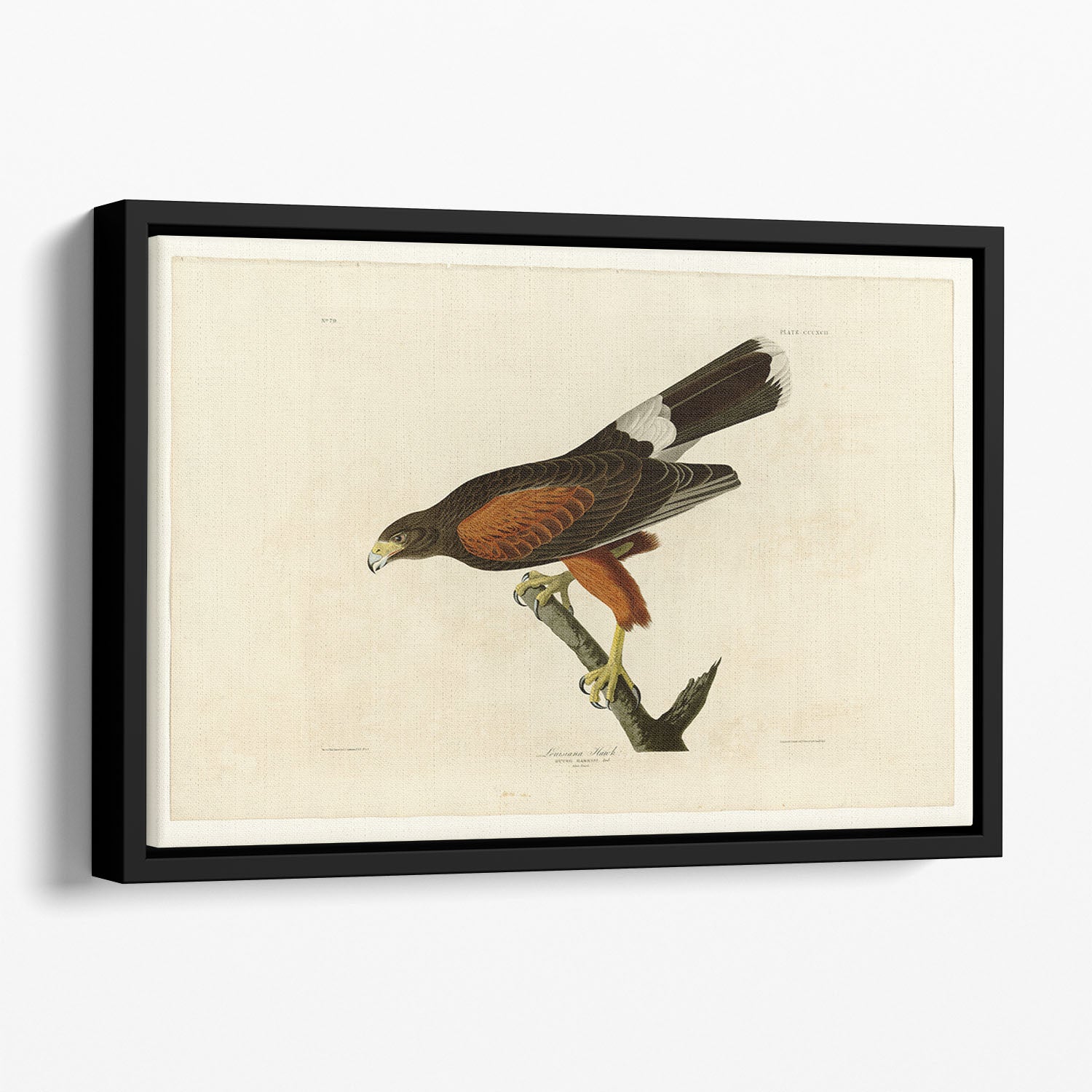 Louisiana Hawk by Audubon Floating Framed Canvas