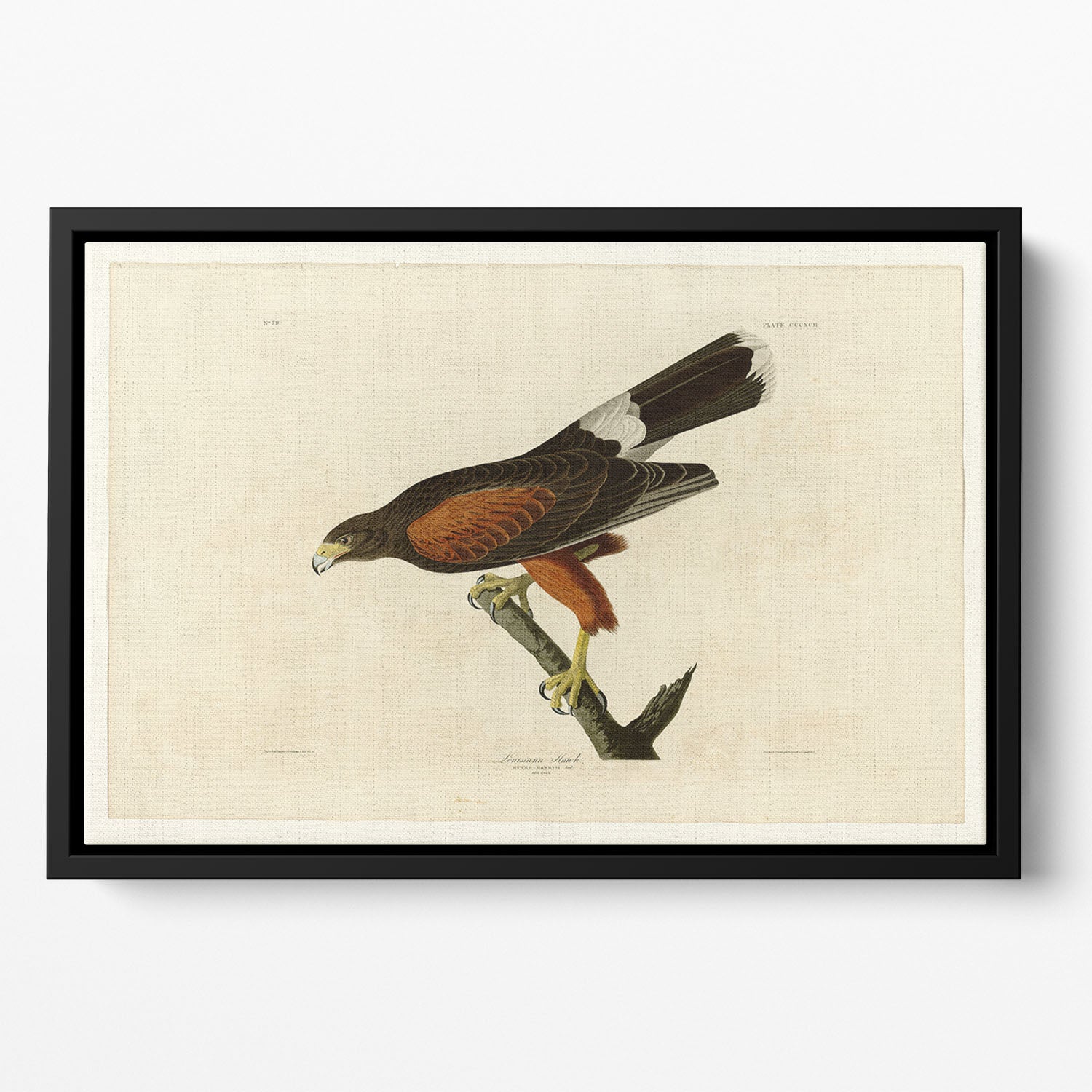 Louisiana Hawk by Audubon Floating Framed Canvas