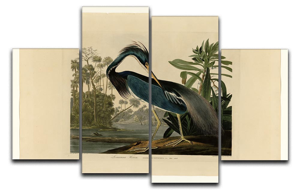 Louisiana Heron by Audubon 4 Split Panel Canvas - Canvas Art Rocks - 1