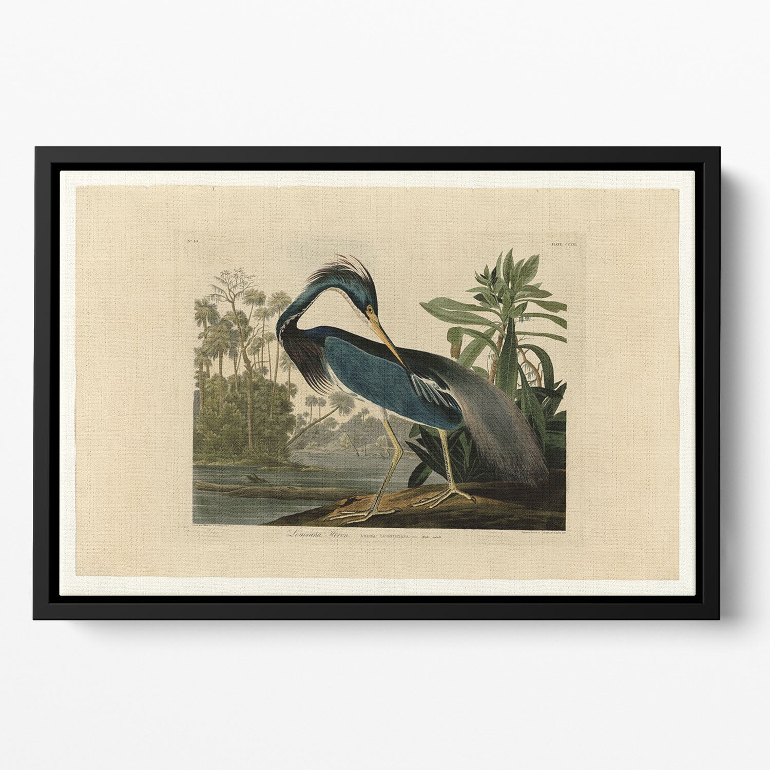 Louisiana Heron by Audubon Floating Framed Canvas