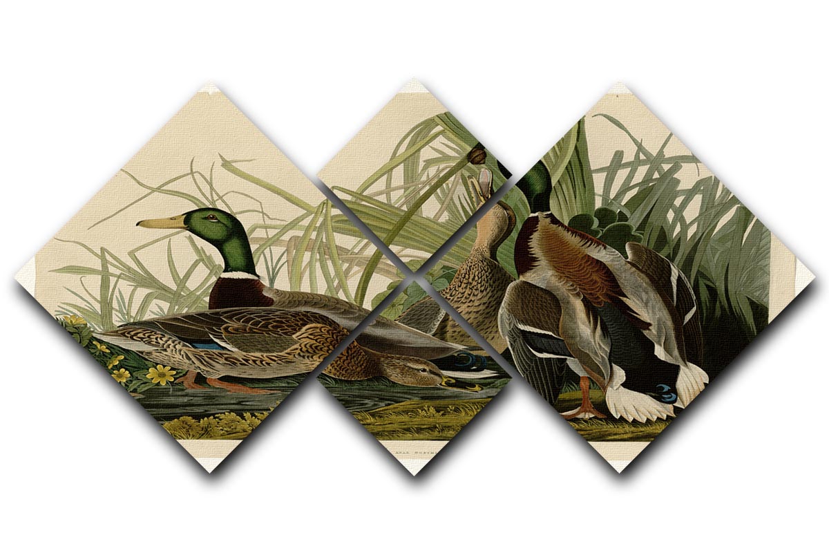 Mallard Duck by Audubon 4 Square Multi Panel Canvas - Canvas Art Rocks - 1