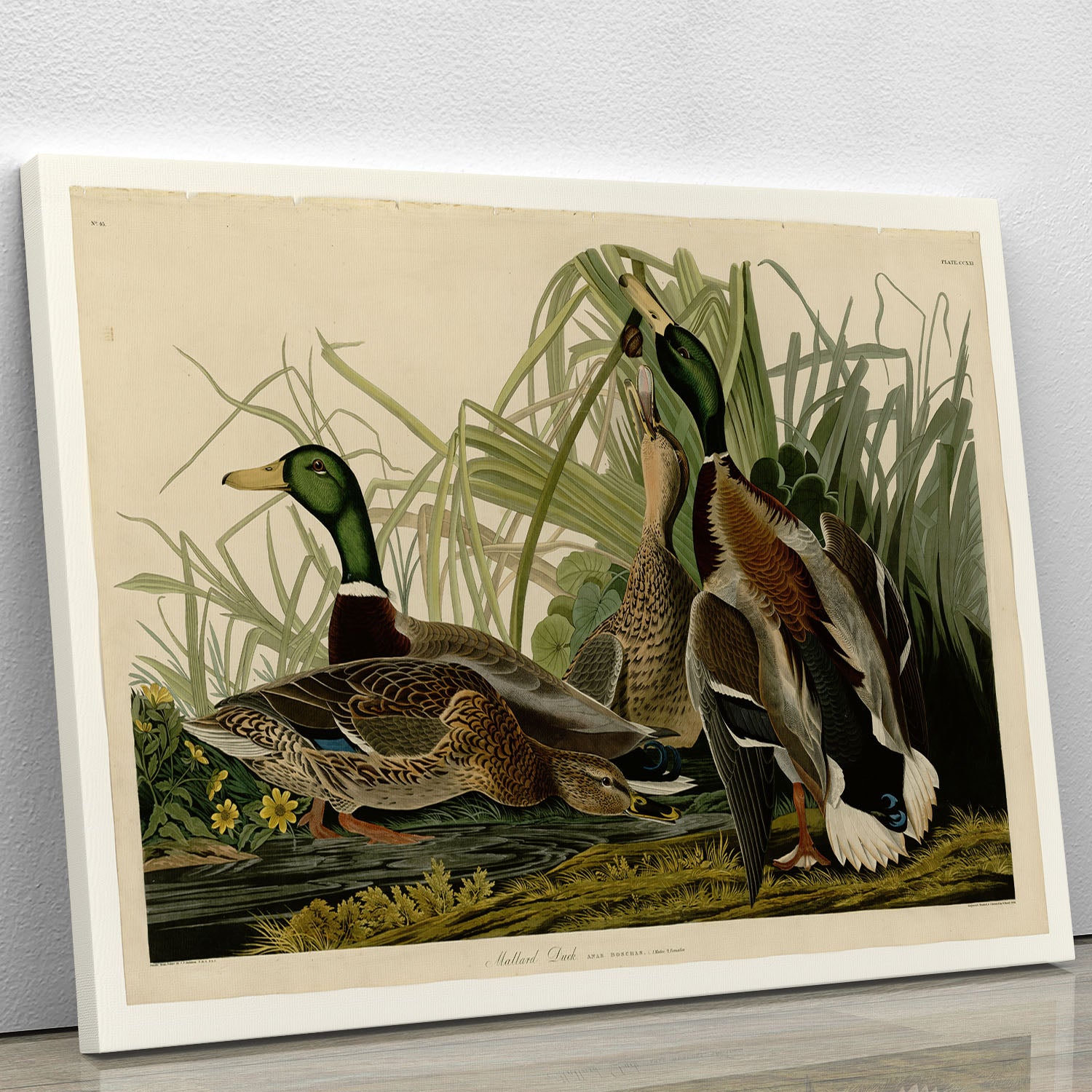 Mallard Duck by Audubon Canvas Print or Poster - Canvas Art Rocks - 1