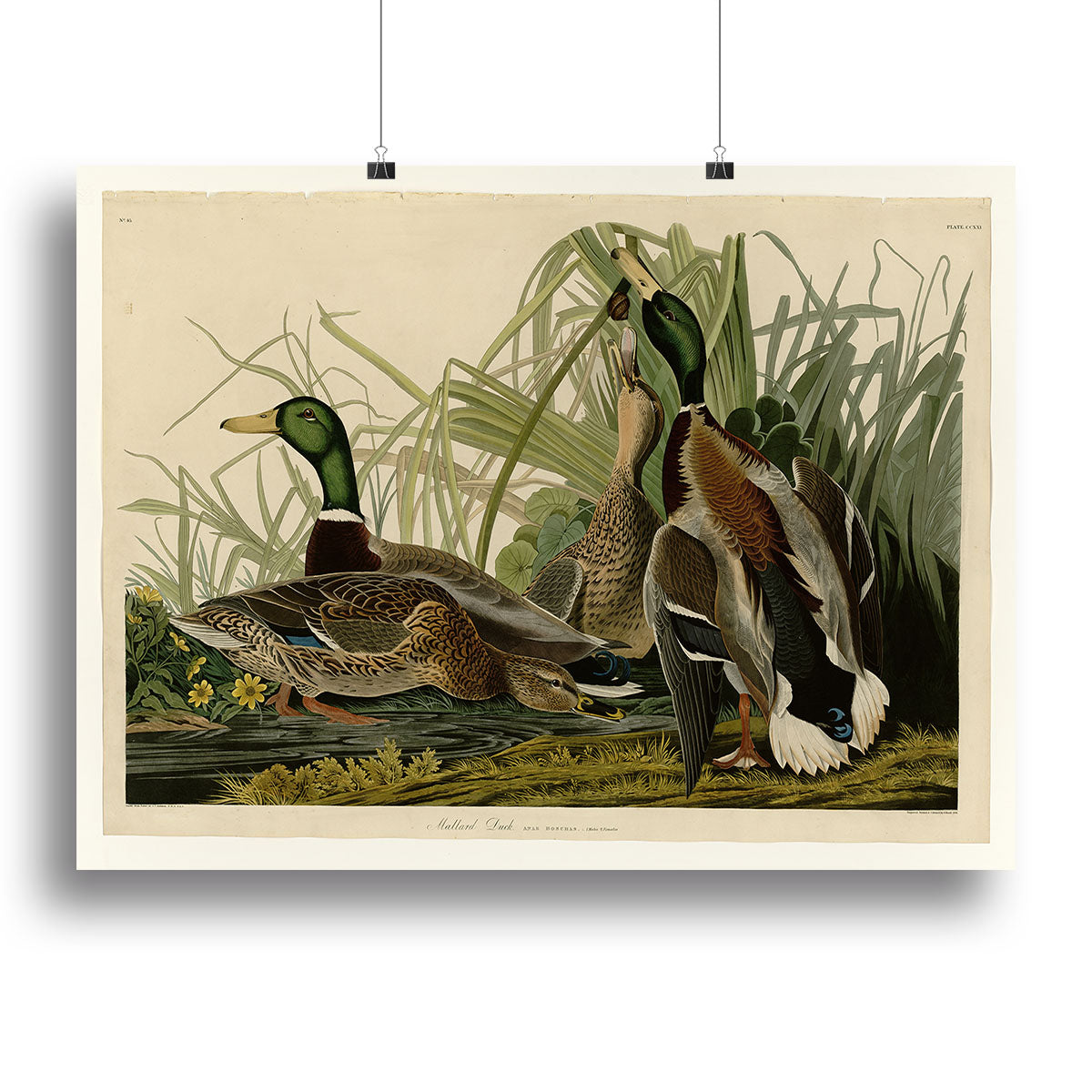 Mallard Duck by Audubon Canvas Print or Poster - Canvas Art Rocks - 2
