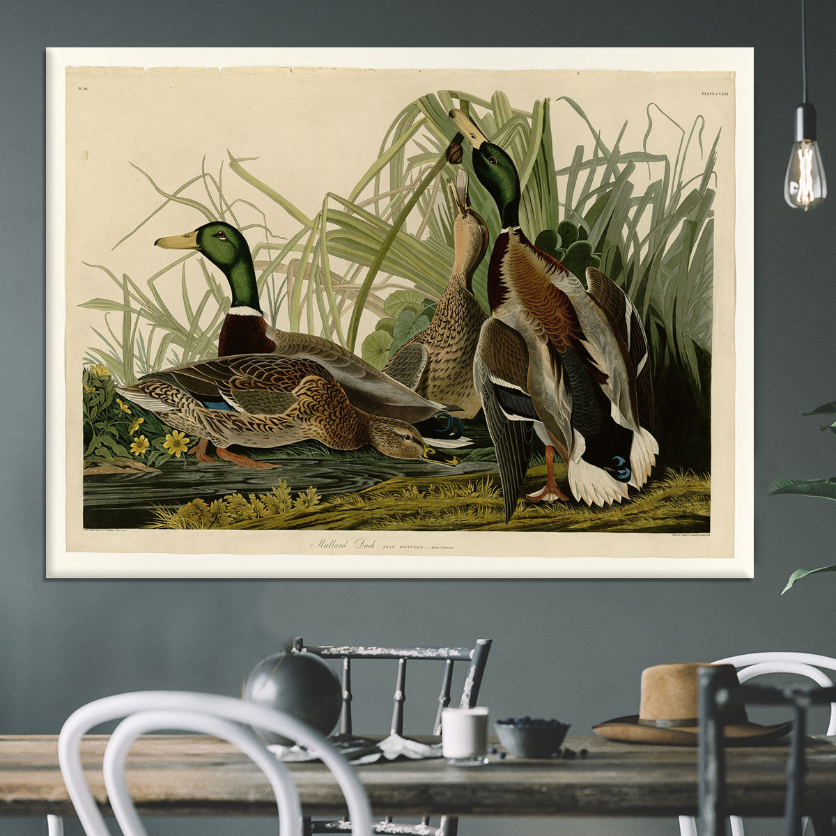 Mallard Duck by Audubon Canvas Print or Poster - Canvas Art Rocks - 3