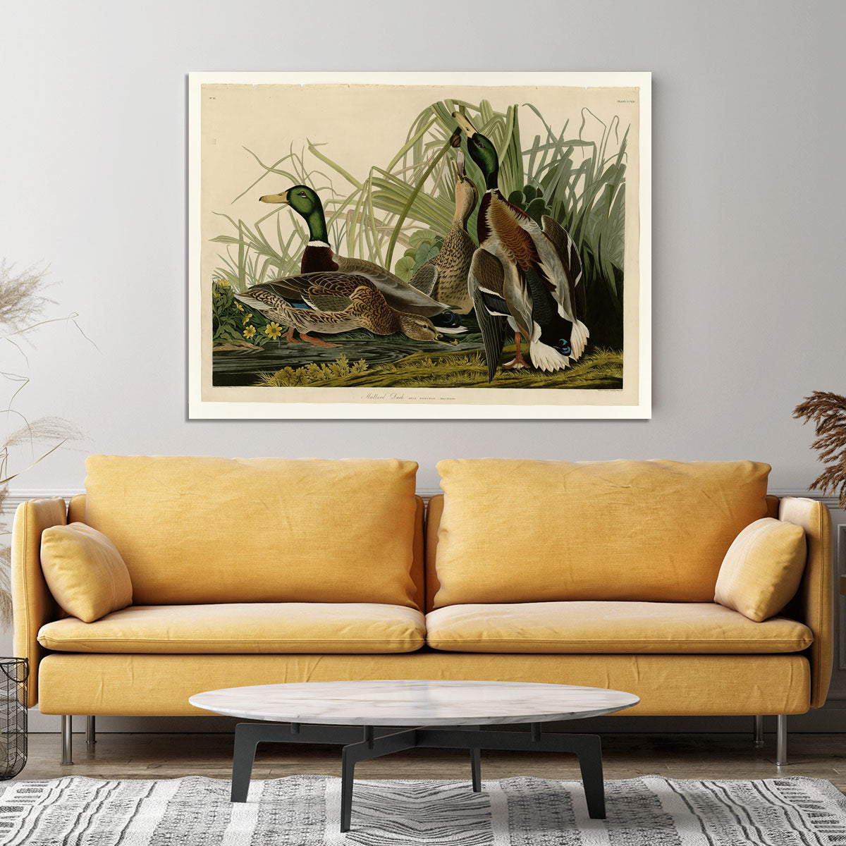Mallard Duck by Audubon Canvas Print or Poster - Canvas Art Rocks - 4