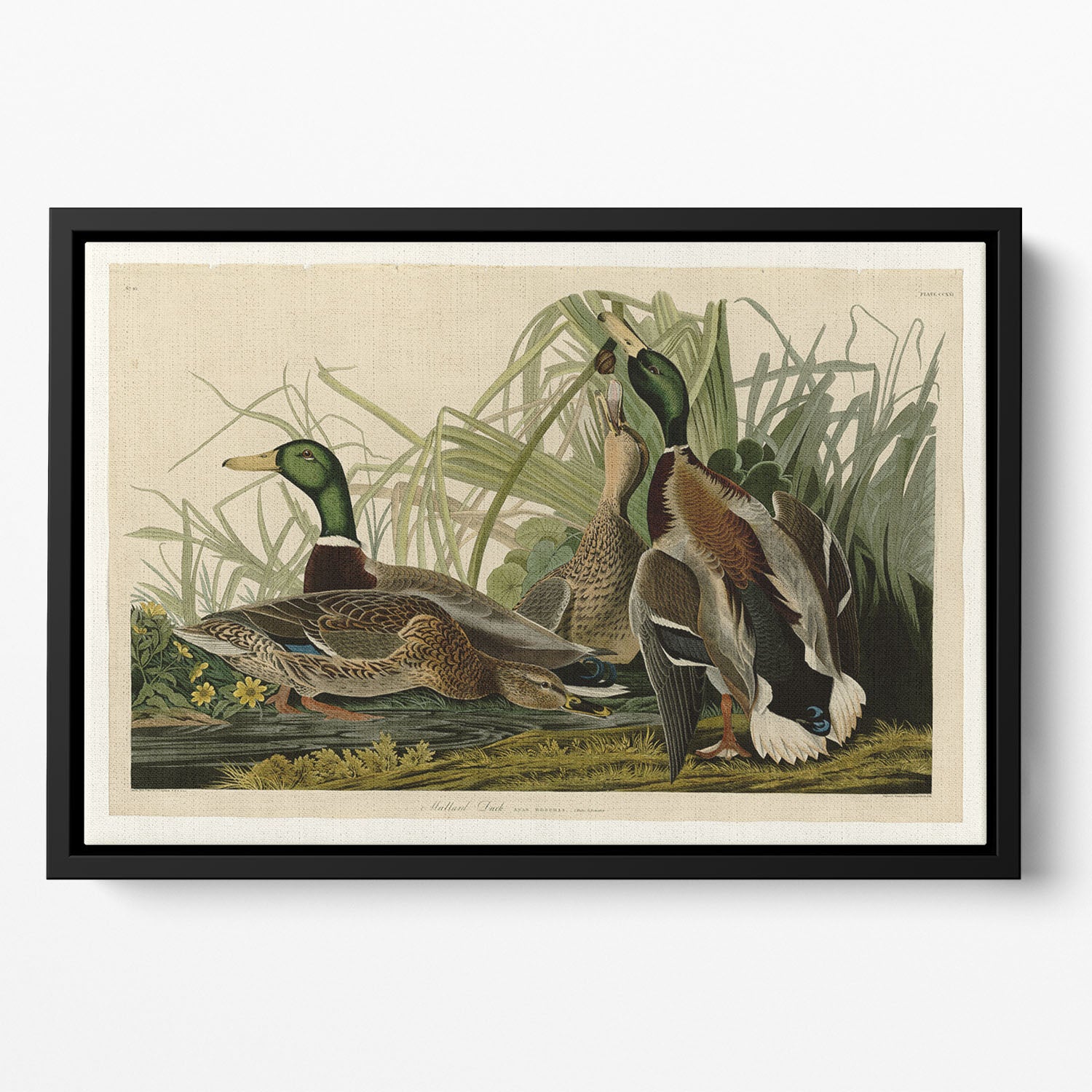 Mallard Duck by Audubon Floating Framed Canvas