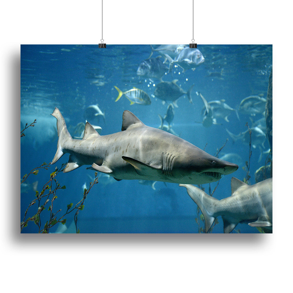 Marine fish underwater Canvas Print or Poster - Canvas Art Rocks - 2