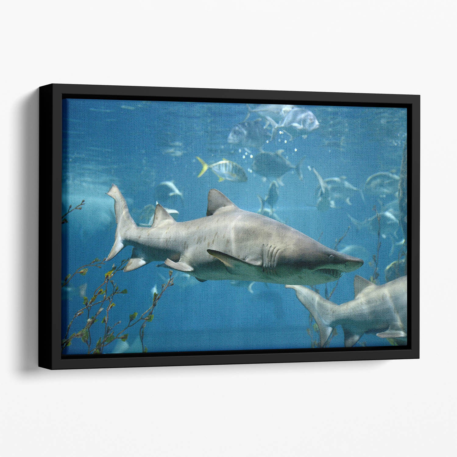 Marine fish underwater Floating Framed Canvas