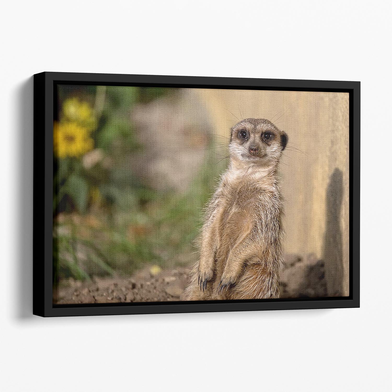 Meerkat in the wild portrait Floating Framed Canvas - Canvas Art Rocks - 1
