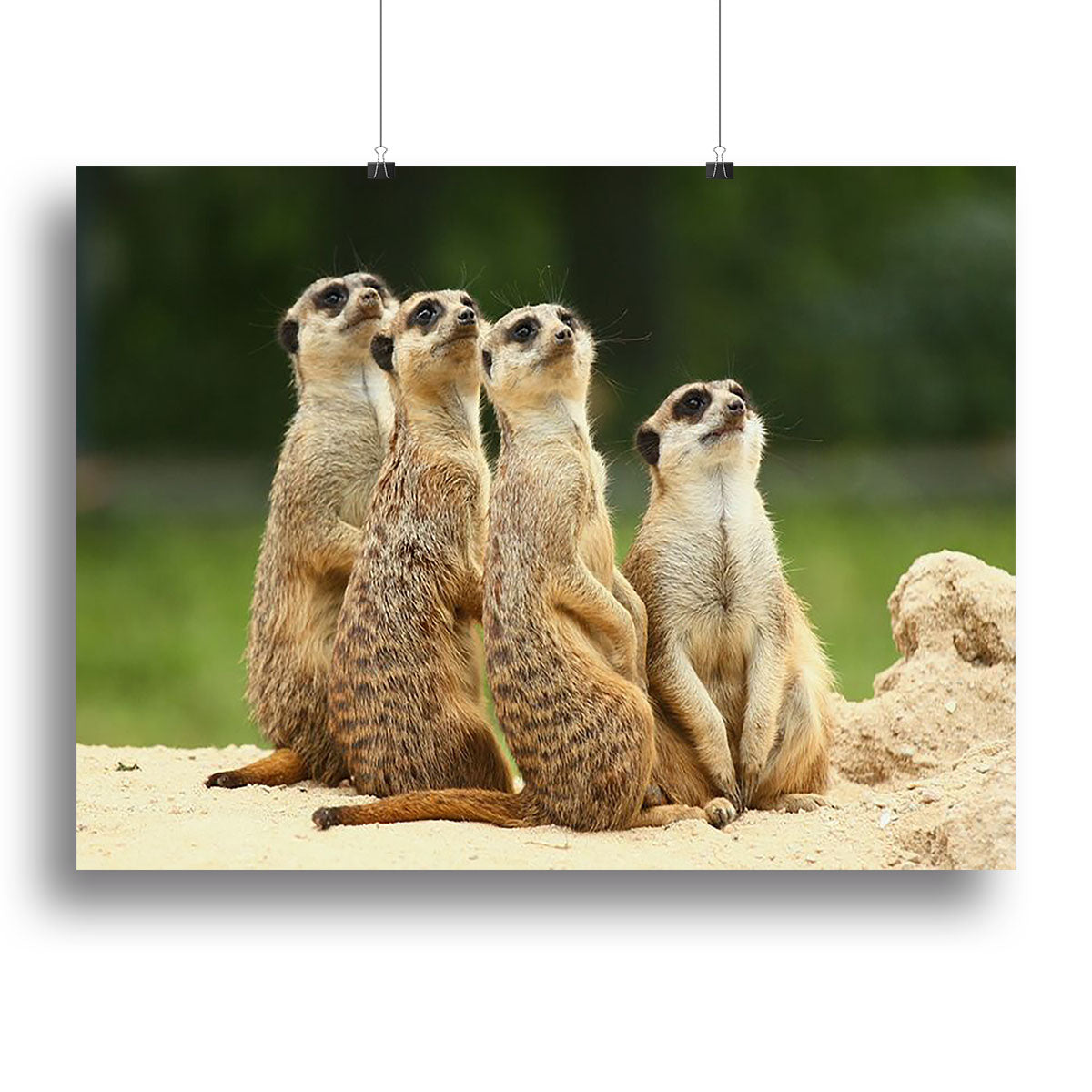 Meerkats Suricata all sit together Canvas Print or Poster - Canvas Art Rocks - 2
