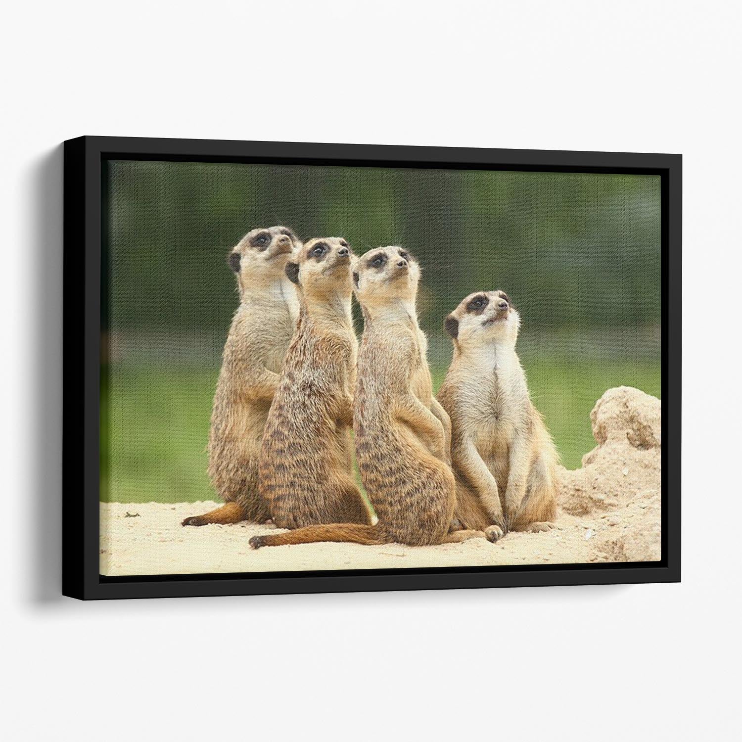 Meerkats Suricata all sit together Floating Framed Canvas - Canvas Art Rocks - 1