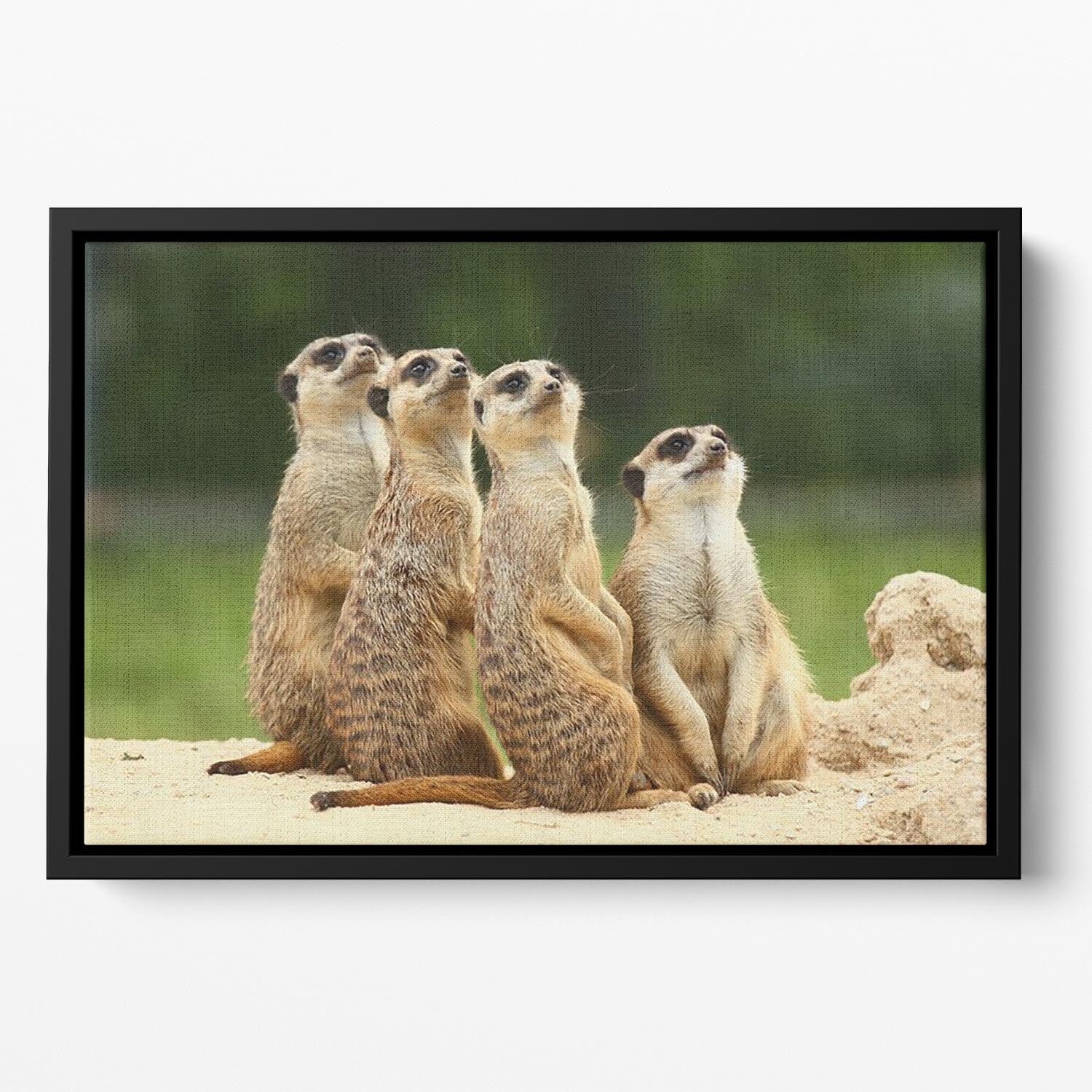 Meerkats Suricata all sit together Floating Framed Canvas - Canvas Art Rocks - 2