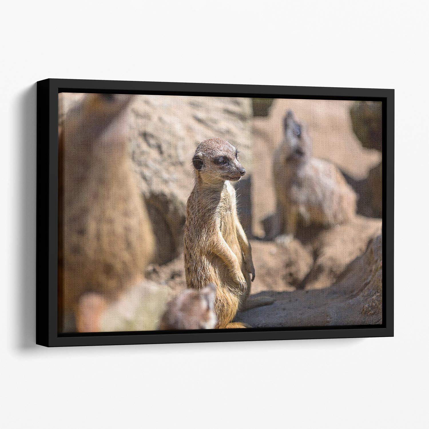 Meerkats in the wild Floating Framed Canvas - Canvas Art Rocks - 1