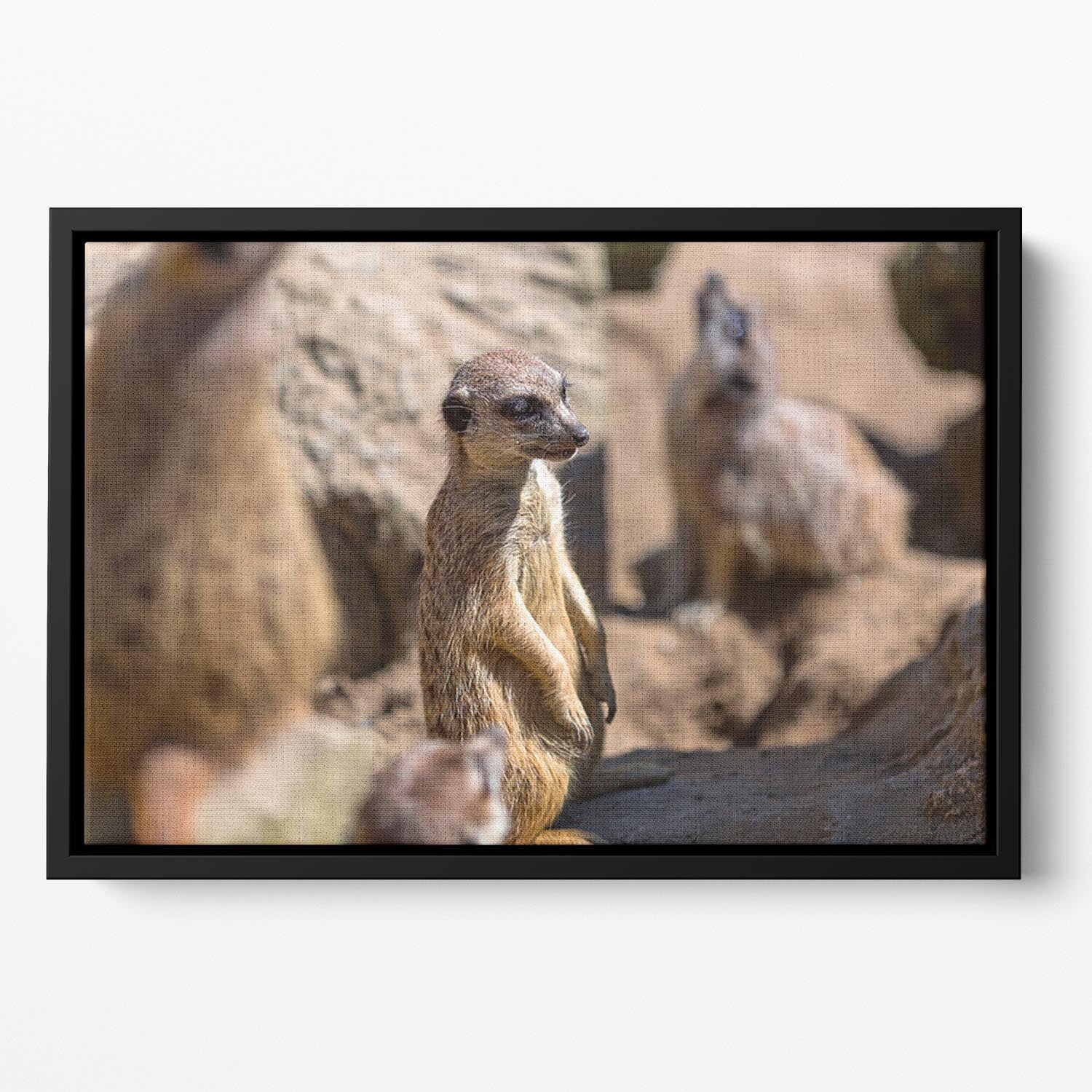 Meerkats in the wild Floating Framed Canvas - Canvas Art Rocks - 2
