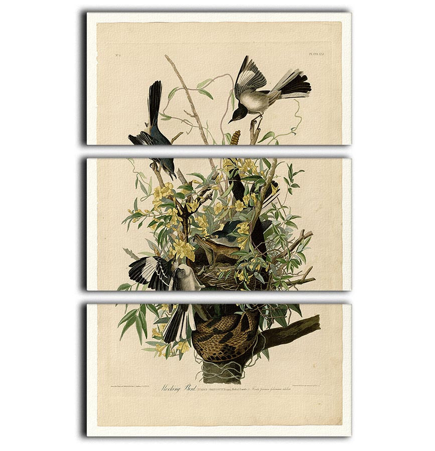 Mocking Bird by Audubon 3 Split Panel Canvas Print - Canvas Art Rocks - 1