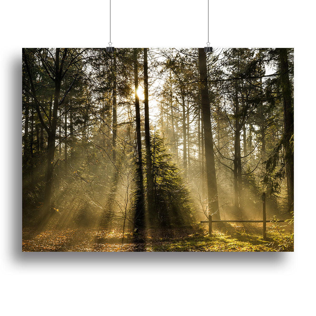 Morning sun in the forrest Canvas Print or Poster - Canvas Art Rocks - 2