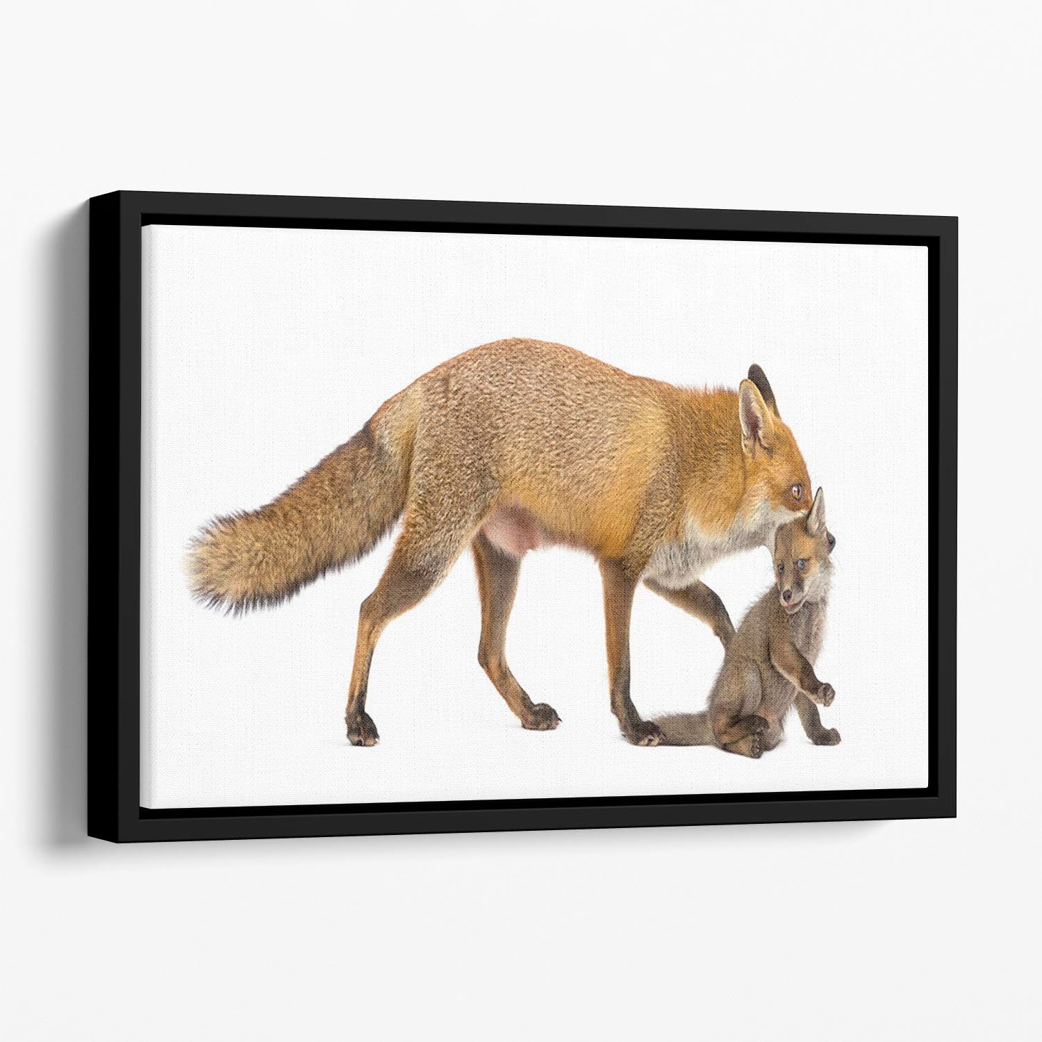 Mother fox carrying her cub Floating Framed Canvas - Canvas Art Rocks - 1