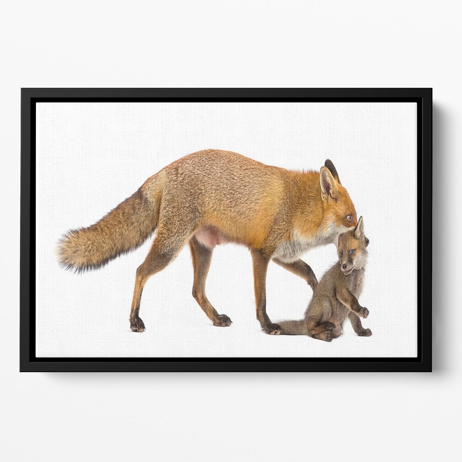 Mother fox carrying her cub Floating Framed Canvas - Canvas Art Rocks - 2
