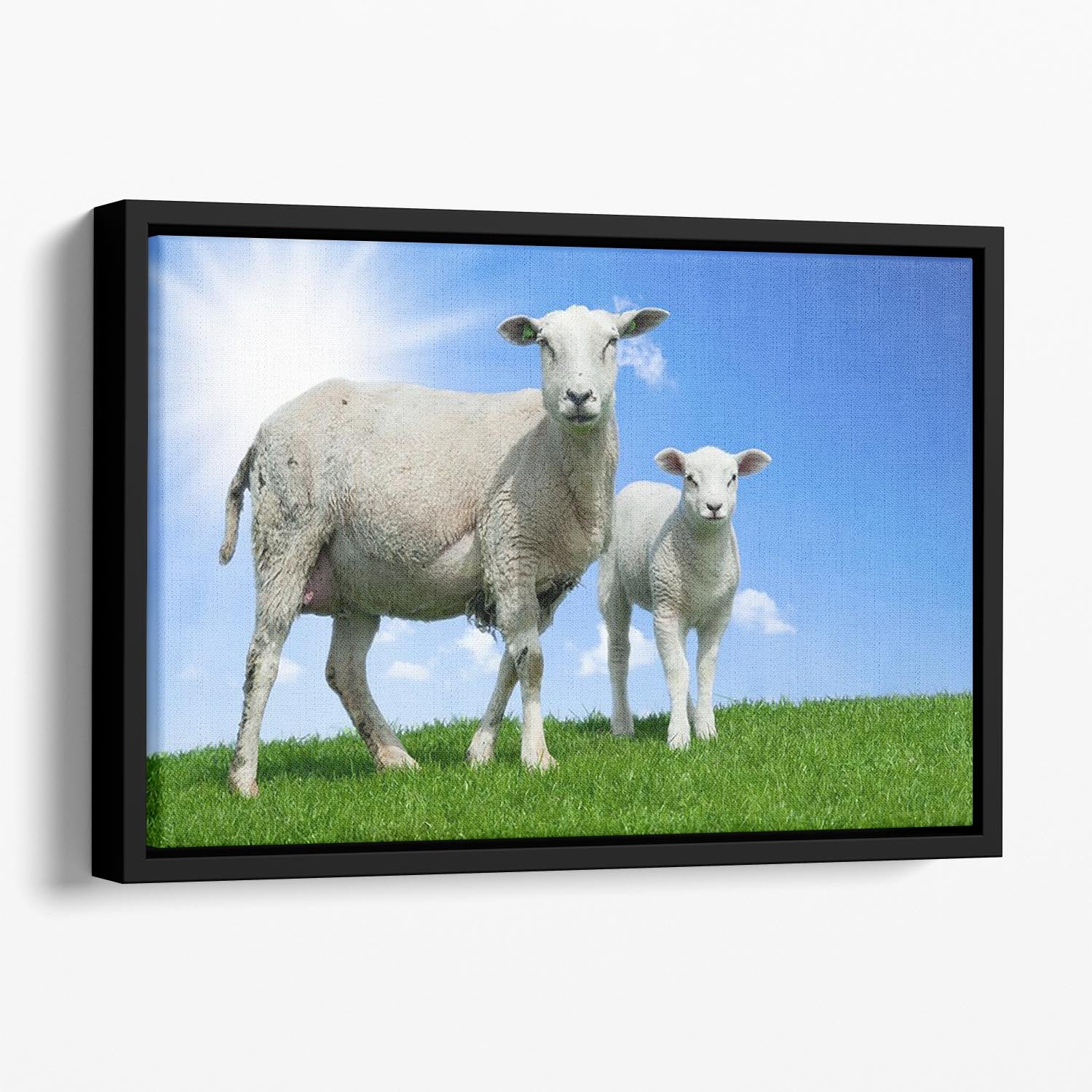 Mother sheep and her lamb in spring Floating Framed Canvas - Canvas Art Rocks - 1