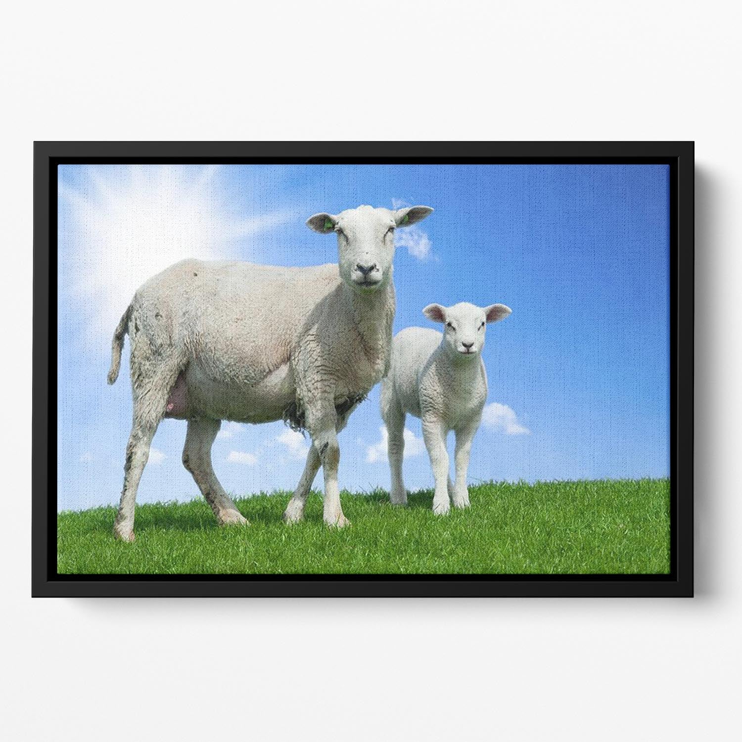 Mother sheep and her lamb in spring Floating Framed Canvas - Canvas Art Rocks - 2