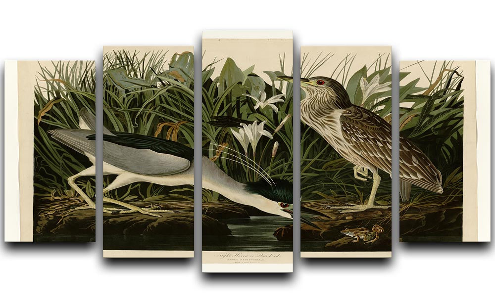 Night Heron by Audubon 5 Split Panel Canvas - Canvas Art Rocks - 1