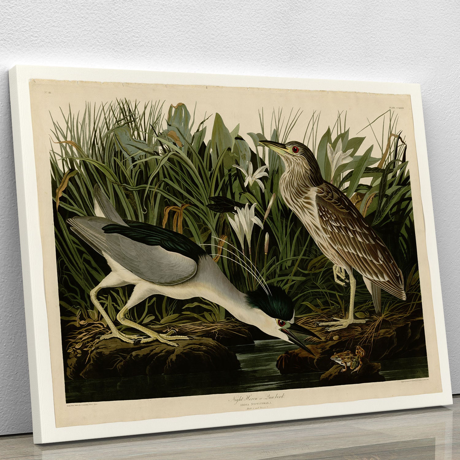 Night Heron by Audubon Canvas Print or Poster - Canvas Art Rocks - 1