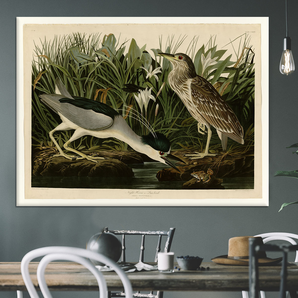 Night Heron by Audubon Canvas Print or Poster - Canvas Art Rocks - 3