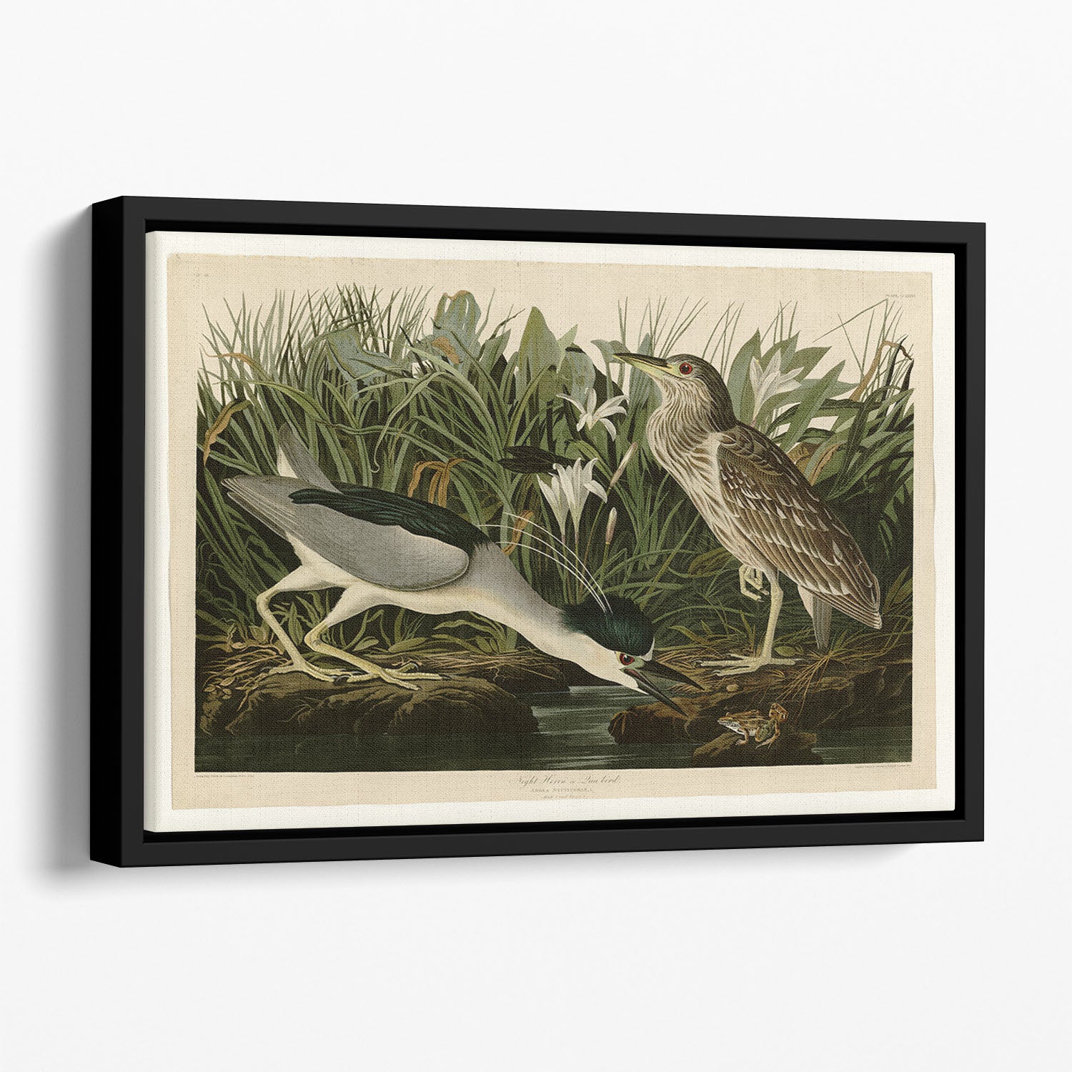 Night Heron by Audubon Floating Framed Canvas