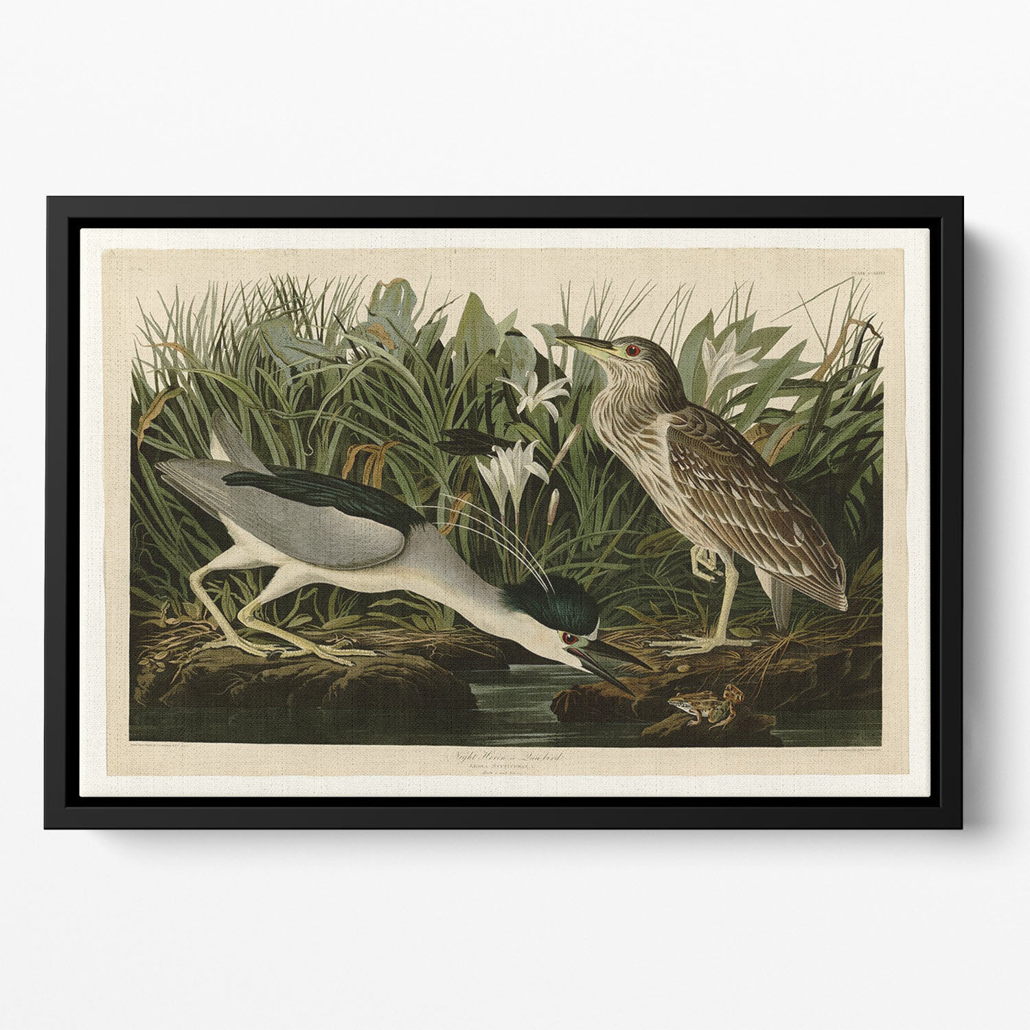 Night Heron by Audubon Floating Framed Canvas
