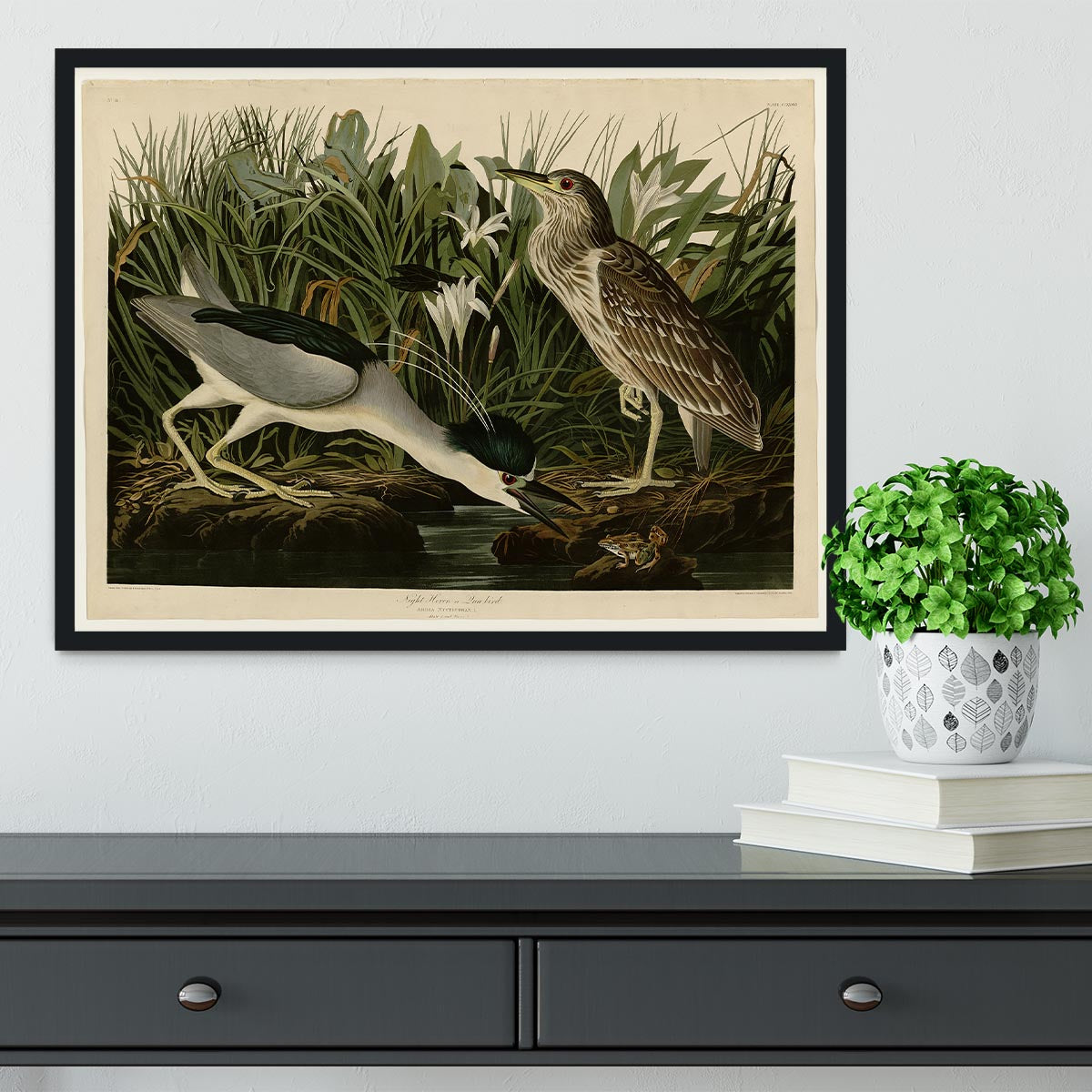 Night Heron by Audubon Framed Print - Canvas Art Rocks - 2