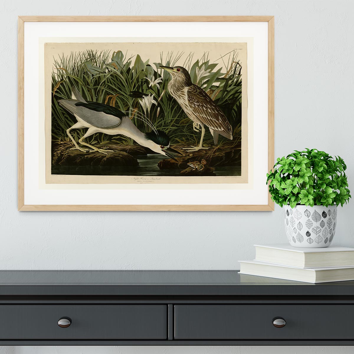 Night Heron by Audubon Framed Print - Canvas Art Rocks - 3