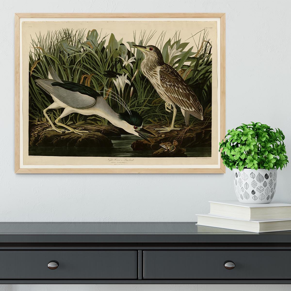 Night Heron by Audubon Framed Print - Canvas Art Rocks - 4