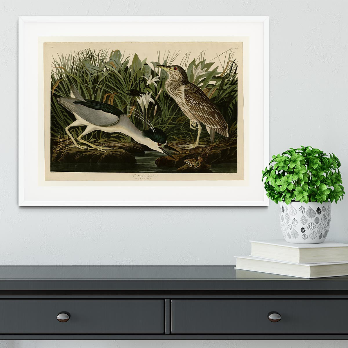 Night Heron by Audubon Framed Print - Canvas Art Rocks - 5