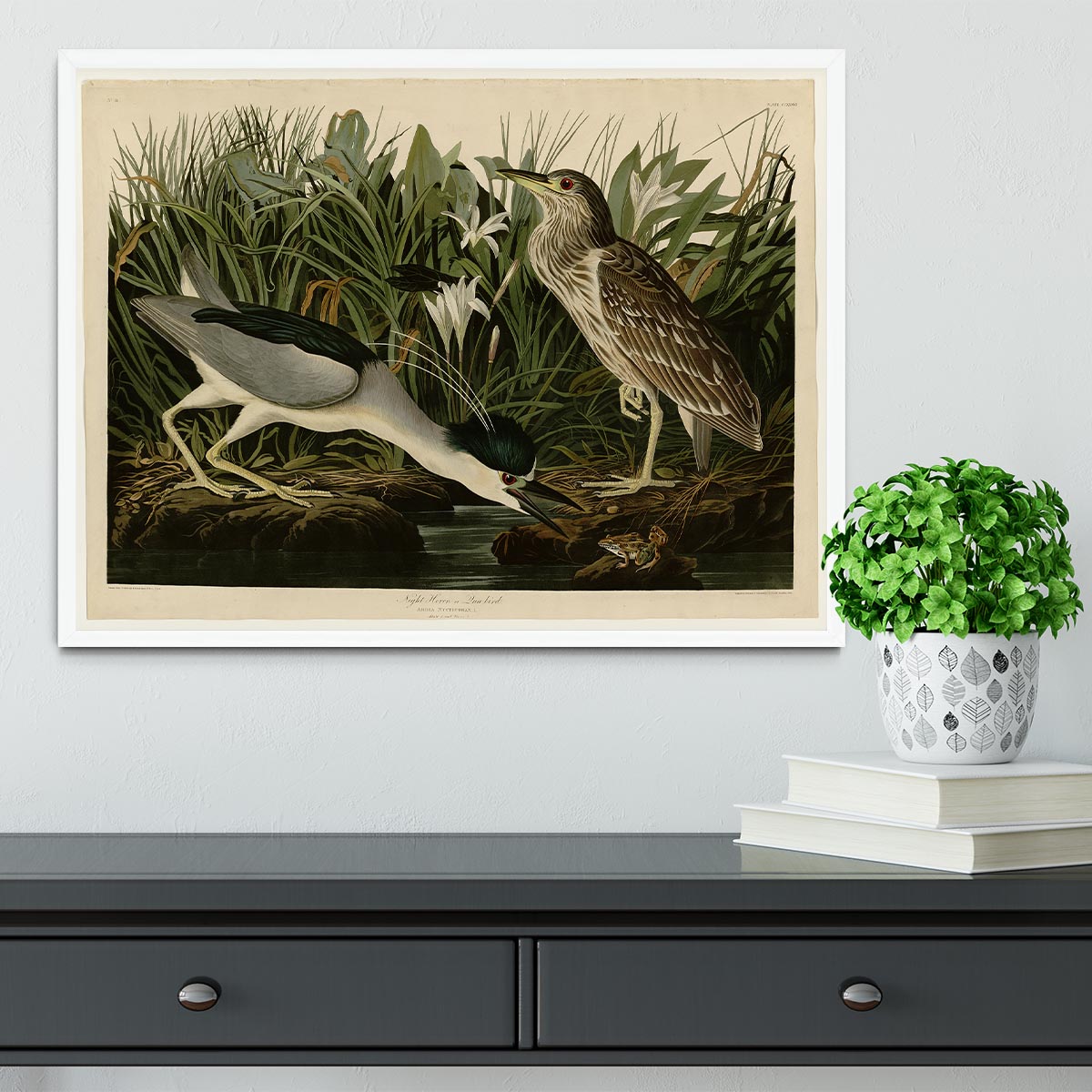 Night Heron by Audubon Framed Print - Canvas Art Rocks -6