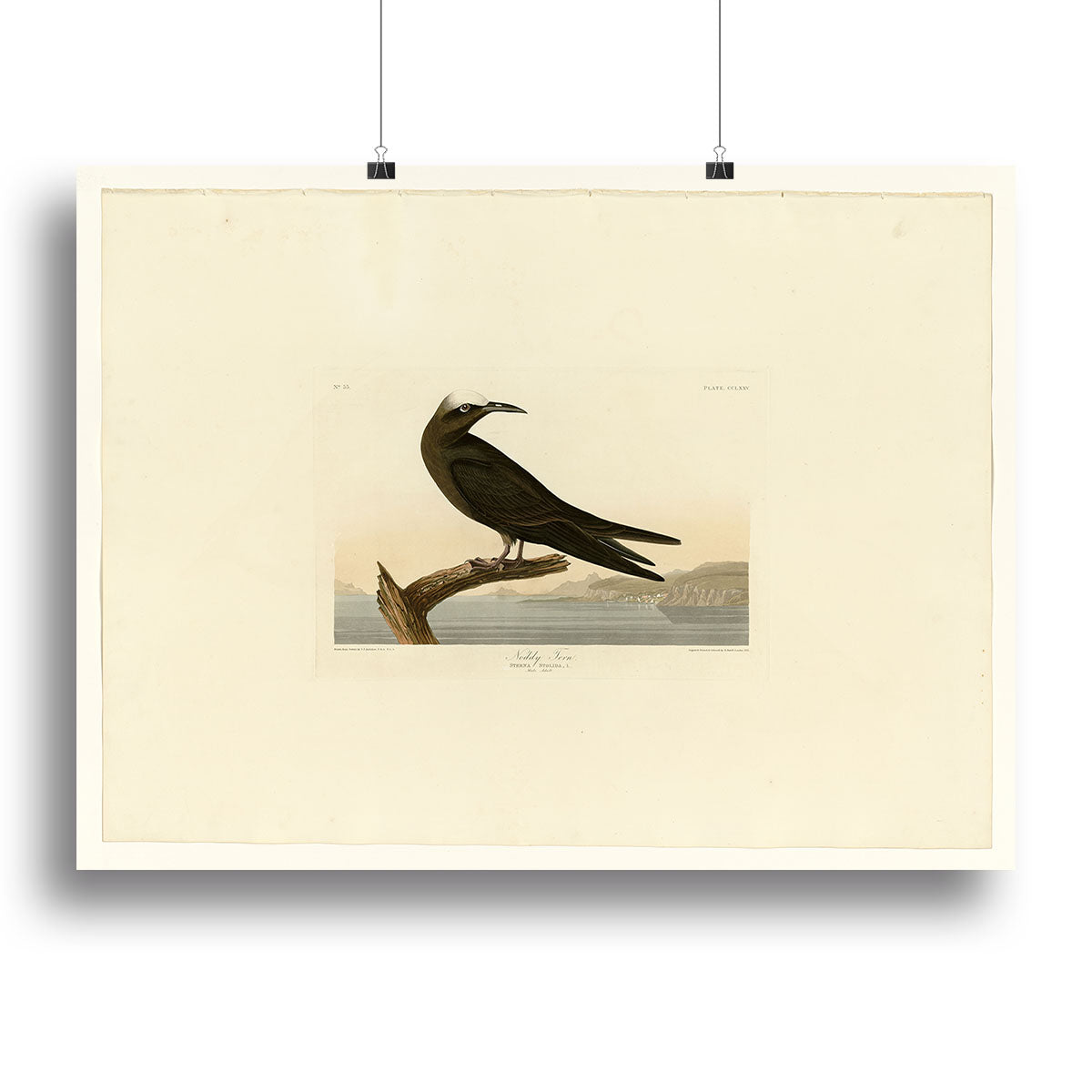 Noddy Tern by Audubon Canvas Print or Poster - Canvas Art Rocks - 2