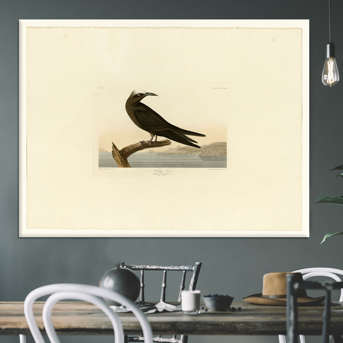 Noddy Tern by Audubon Canvas Print or Poster - Canvas Art Rocks - 3